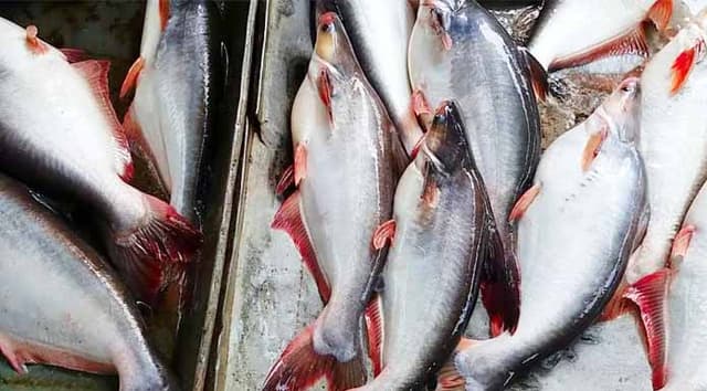 সবচেয়ে কম দামের পাঙাশও ২০০ টাকা কেজি