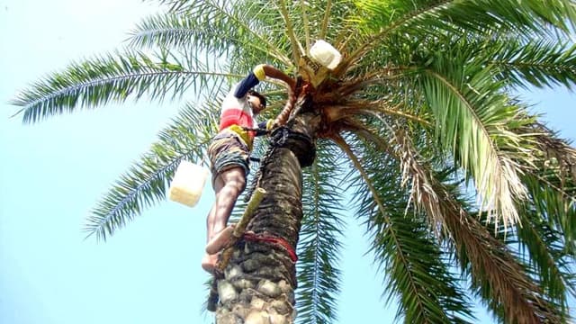 খেজুর রস সংগ্রহে ব্যস্ত আত্রাইয়ের গাছিরা