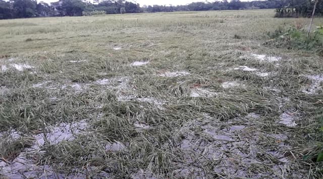 ঘূর্ণিঝড় মিধিলি: বরিশালে ফসলের ব্যাপক ক্ষতির আশঙ্কা
