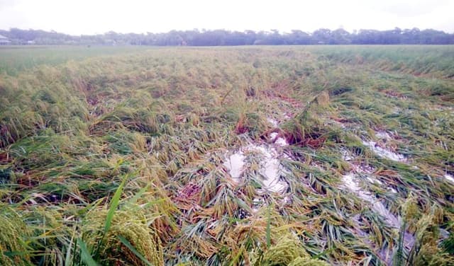 মিধিলির তান্ডব ও বৃষ্টিতে আমতলী-তালতলীতে ফসলের ব্যাপক ক্ষতির আশঙ্কা