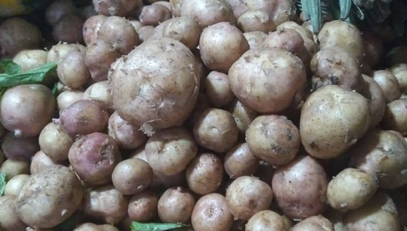 হিলি বাজারে উঠেছে নতুন আলু, প্রতি কেজি ১২০ টাকা