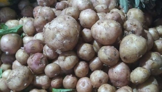 হিলি বাজারে উঠেছে নতুন আলু, প্রতি কেজি ১২০ টাকা