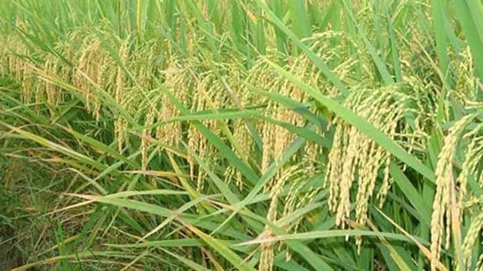 সরাইলে আমনের বাম্পার ফলন, কৃষকের মুখে হাসি