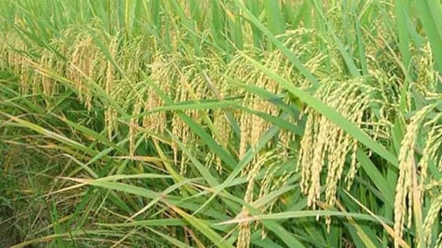 সরাইলে আমনের বাম্পার ফলন, কৃষকের মুখে হাসি