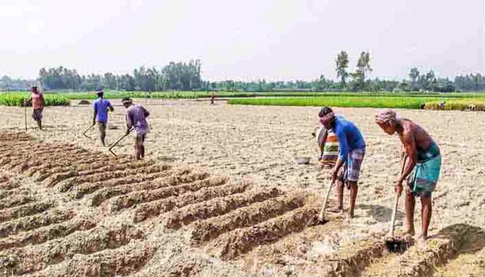 আলু চাষে  ব্যস্ত সময় পার করছেন পাঁচবিবির চাষীরা
