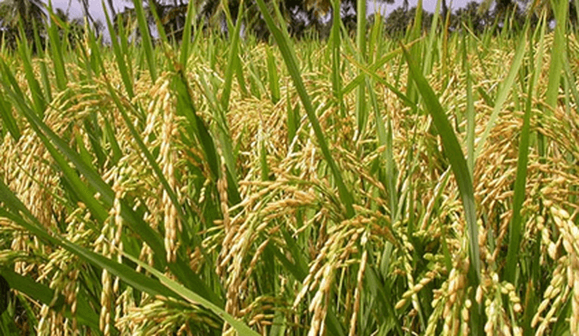 আশশুনিতে আমন ধানের গন্ধে কৃষকদের মুখে হাসি