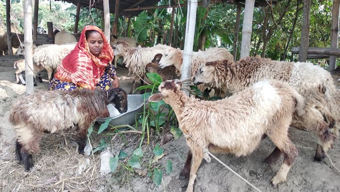 ভেড়া পালন করে স্বাবলম্বী হচ্ছেন গাইবান্ধার চরাঞ্চলের নারীরা
