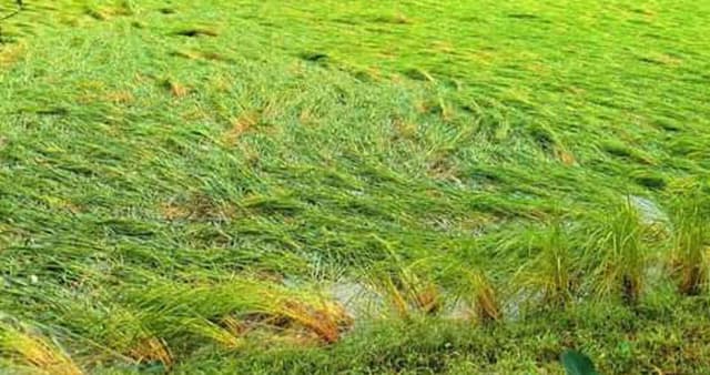 কাউখালীতে ঘূর্ণিঝড় মিধিলির প্রভাবে আমনের ব্যাপক ক্ষতি