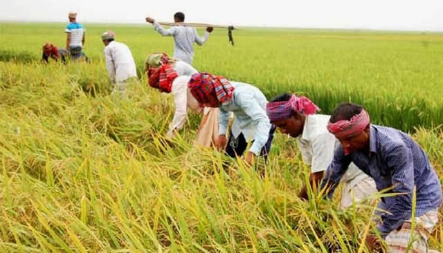 নেত্রকোণায় আমন ধানের বাম্পার ফলন, কৃষকের মুখে হাসি