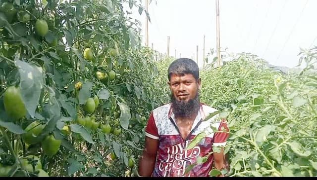 নাজিরপুরে ঊর্ধ্বমুখী পদ্ধতিতে টমেটো চাষে ভাগ্য বদলের স্বপ্ন দেখছেন চাষীরা