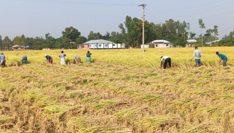 হিলিতে আমনের বাম্পার ফলনে কৃষকের মুখে হাসি, দুশ্চিন্তায় বর্গাচাষিরা