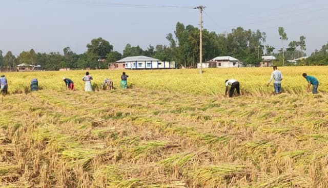 হিলিতে আমনের বাম্পার ফলনে কৃষকের মুখে হাসি, দুশ্চিন্তায় বর্গাচাষিরা