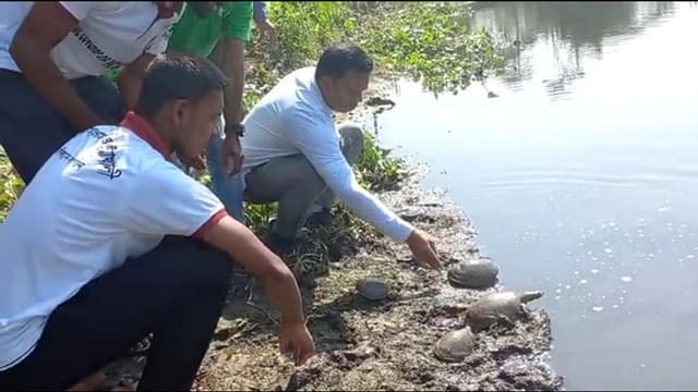 কলাপাড়ায় ৫০ টি সুন্ধি কচ্ছপ উদ্ধার, খালে অবমুক্ত