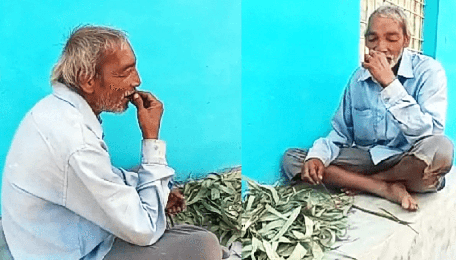 ভুরা ১০ বছর ধরে শুধু ঘাস-কাঠ খেয়ে বেচে আছেন !