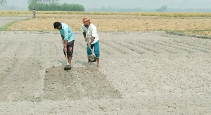 সার সংকট ও দাম বেশি হওয়ায় বিপাকে উপজেলার আলুচাষিরা
