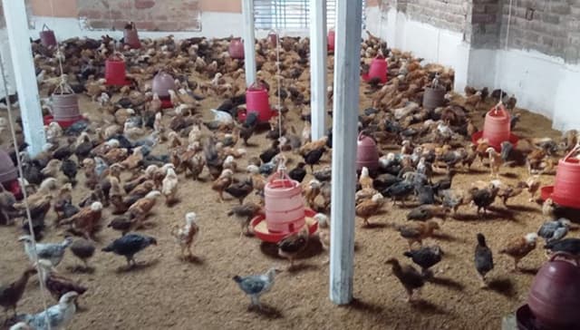 হিলিতে লোকসনের আশঙ্কায় পোল্ট্রি খামারিরা, বন্ধ শেড