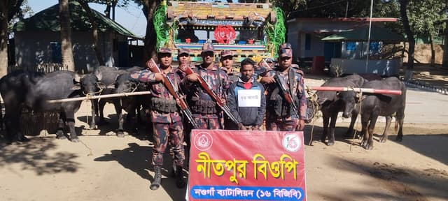 নওগাঁয় বিজিবির অভিযানে ৬ মহিষসহ এক চোরাকারবারি আটক