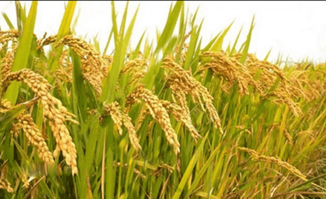 আশাশুনিতে ৯ হাজার ৫৬০ হেক্টর জমিতে বোরো চাষ