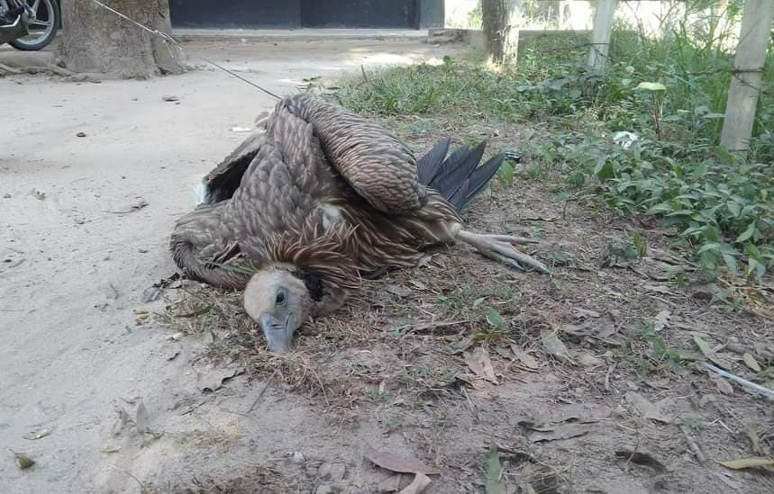 ঠাকুরগাঁওয়ে বিরল প্রজাতির শকুন উদ্ধার