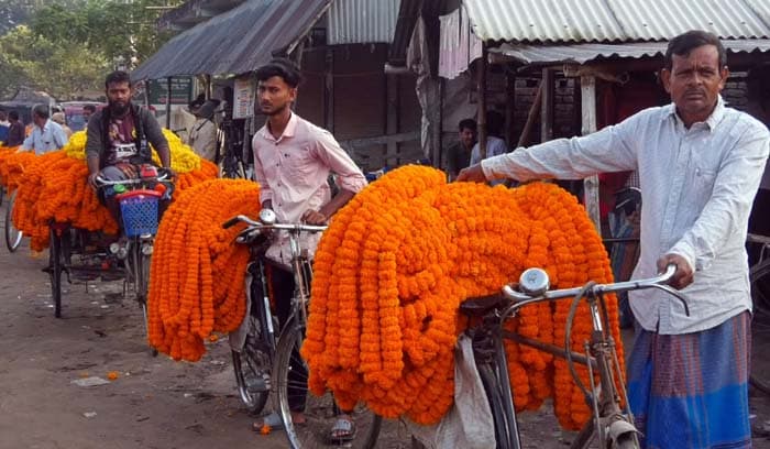 হরতাল অবরোধে লোকসানে ঝিনাইদহের ফুল চাষীরা