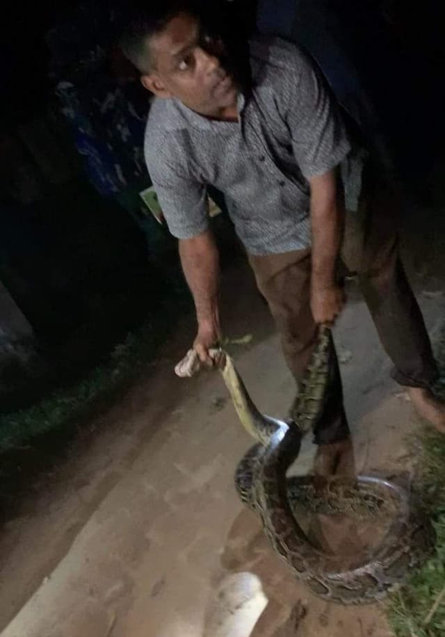 শ্রীমঙ্গলে সড়ক থেকে বিশাল অজগর সাপ উদ্ধার