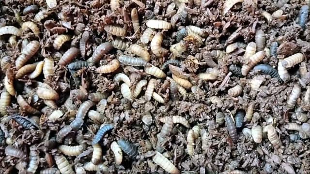 ঠাকুরগাঁওয়ে ব্ল্যাক সোলজার মাছির লার্ভায়  আশা দেখছেন মোমিন
