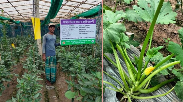 শ্রীমঙ্গলে স্বল্প পুঁজিতে 'ক্যাপসিকাম' চাষে লাভবান তরুণ রায়হান