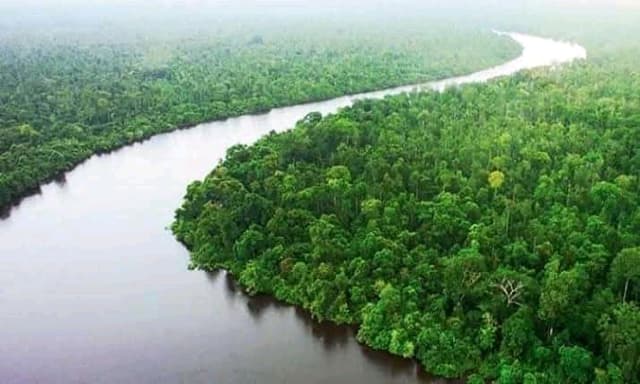 সুন্দরবন বাঁচবে গাছ কাটা বন্ধ হলে