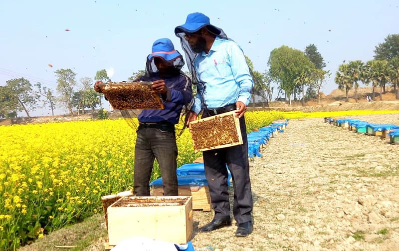 আত্রাইয়ে সরিষা ফুলে মেতেছে মৌমাছি ও মৌয়ালরা