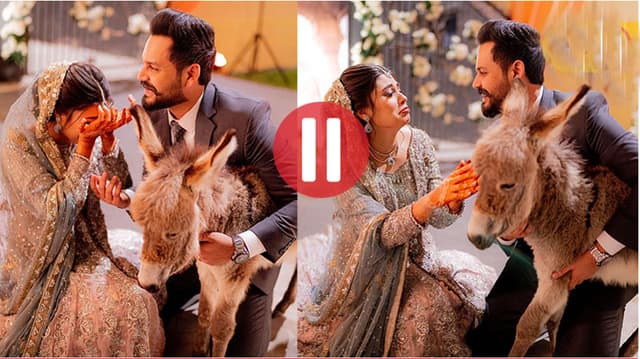 নববধূকে যে কারণে গাধা উপহার দিলেন স্বামী!