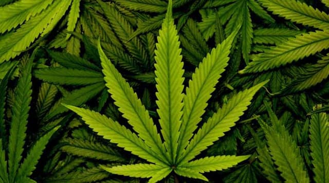 গাঁজার উপর বিধিনিষেধ শিথিলের দাবি চিকিৎসকদের