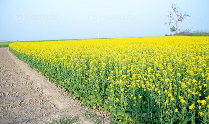 নওগাঁয় সরিষা ফুলের মৌ মৌ গন্ধে মুখরিত ফসলের মাঠ