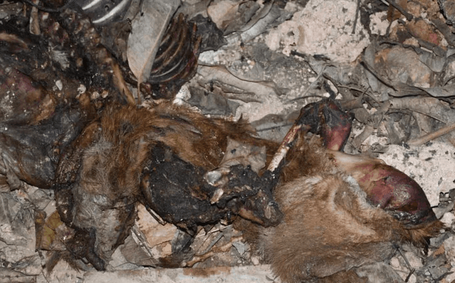 মাসব্যাপী তারা বিক্রি করছিলেন কুকুরের মাংসের বিরিয়ানি