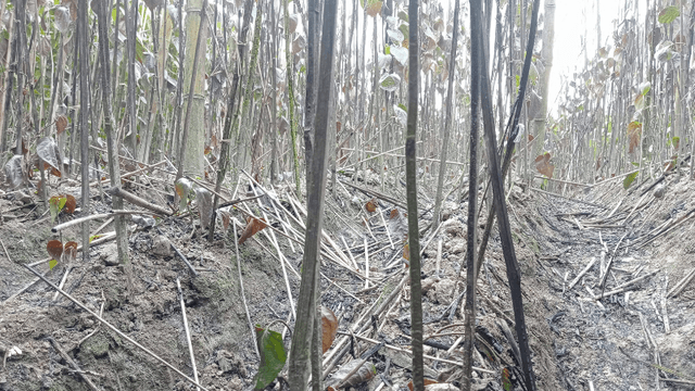 কালকিনিতে পান বরজে আগুন, ক্ষতি ১০ লাখ টাকা