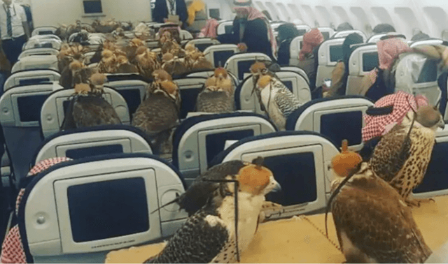 বাজপাখির জন্য বিমান বুক করলেন সৌদি প্রিন্স!