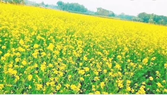 মৌমাছির গুঞ্জনে মুখরিত ডুমুরিয়া