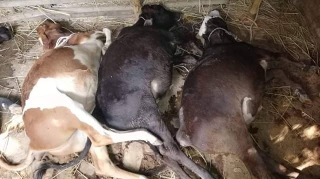 নন্দীগ্রামে বিষাক্ত গ্যাস ট্যাবলেট খাইয়ে ৫টি গরু হত্যা