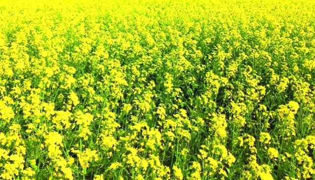 হাকিমপুর উপজেলায় সরিষা চাষে দ্বিগুণ আগ্রহ বেড়েছে কৃষকের