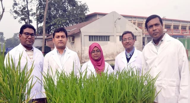 দেশে প্রথমবারের মতো লবণ-সহিষ্ণু ধানের জীবনরহস্য উন্মোচন