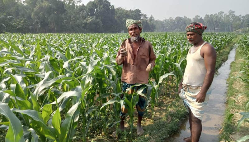 যমুনার চরে দেড় গুন বৃদ্ধি পেয়েছে ভুট্টার আবাদ