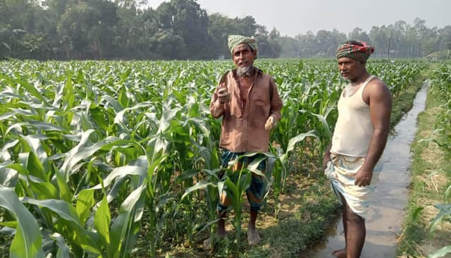 যমুনার চরে দেড় গুন বৃদ্ধি পেয়েছে ভুট্টার আবাদ