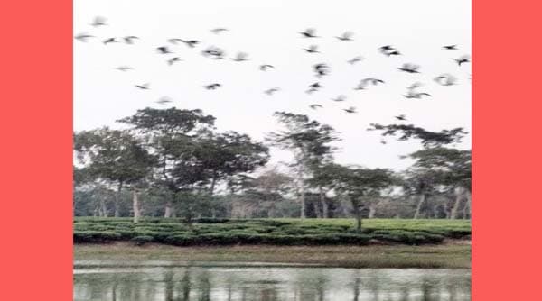 অতিথি পাখির কলকাকলিতে মুখরিত শ্রীমঙ্গলের রাজঘাট লেক