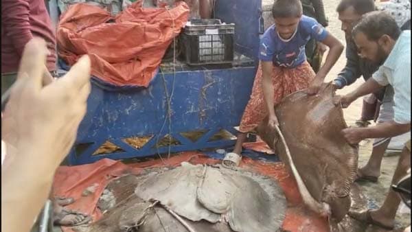 ১ লাখ ৮ হাজারে বিক্রি হলো ১২ শাপলা পাতা মাছ