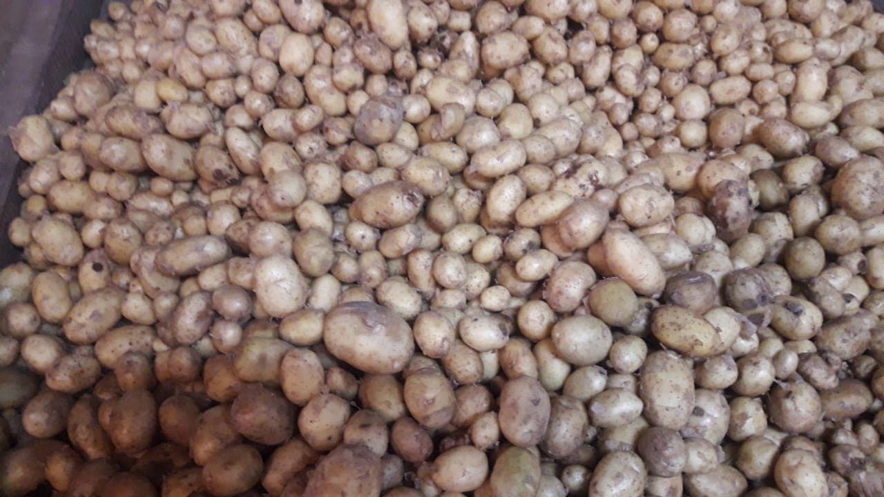 আমদানি বন্ধের পর হিলিতে দেশীয় আলু কেজিতে ১৫ টাকা দাম বেড়েছে