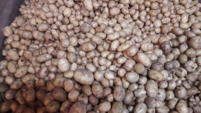 আমদানি বন্ধের পর হিলিতে দেশীয় আলু কেজিতে ১৫ টাকা দাম বেড়েছে