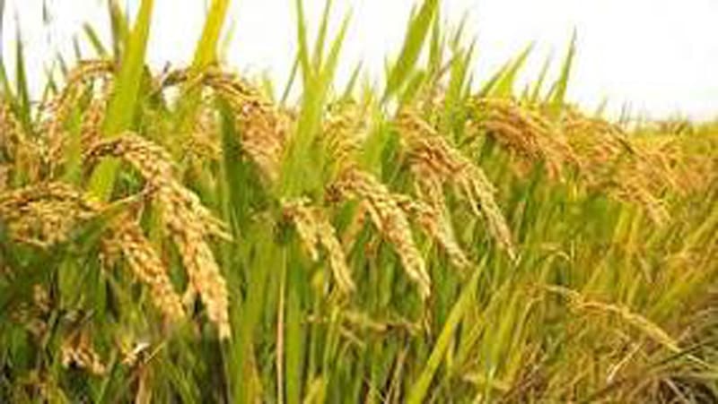 বরিশালে লক্ষ্যমাত্রা ছাড়িয়ে আমনের বাম্পার ফলন, খুশি কৃষকরা