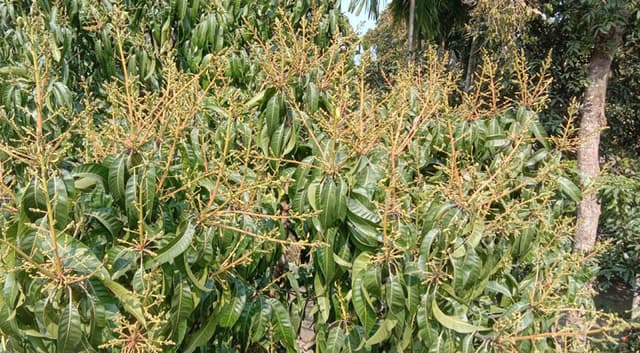 লালপুরে গাছে গাছে আমের আগাম মুকুল