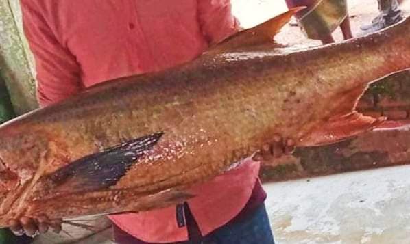 এক তাইরা মাছের দাম অর্ধ লক্ষ টাকা!