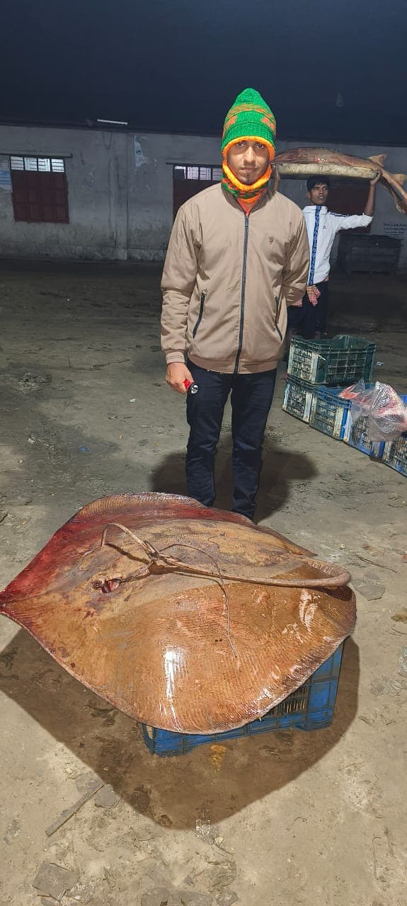 ৭২ হাজারে বিক্রি হলো ৪মণ ওজনের শাপলা পাতা মাছ