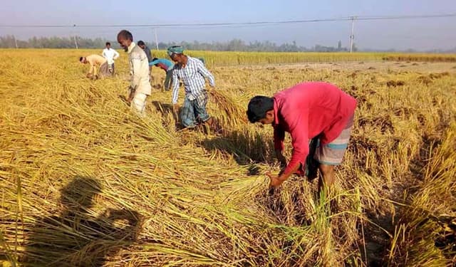 বরিশাল কৃষি অঞ্চলে আমন ধান কাটার ধূম